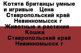 Котята-британцы умные и игривые › Цена ­ 2 500 - Ставропольский край, Невинномысск г. Животные и растения » Кошки   . Ставропольский край,Невинномысск г.